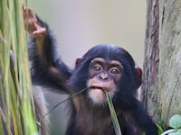 articles/2014/07/11/our-taste-for-cheap-palm-oil-is-killing-chimpanzees/140710-arnold-palm-oil-chimps-tease_tpvc12