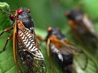 articles/2013/05/16/can-you-eat-cicadas-yes-and-here-s-how/130516-eating-cicadas-ries-tease_tpqjyb