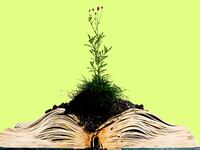 weeds weed brooklyn libary