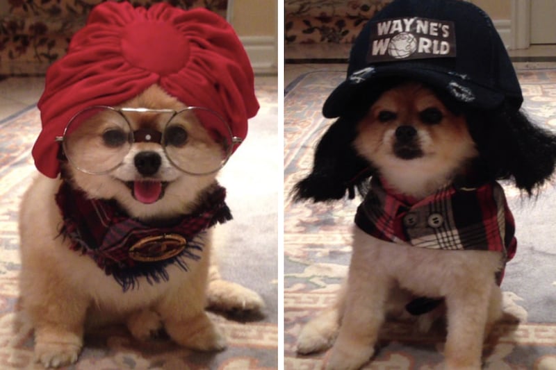 galleries/2013/08/13/the-11-best-dressed-dogs-of-instagram-photos/beckermanblog_wtir0q