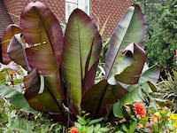 171201-Turner-Ethiopian-Banana-hero__efgmdf