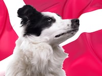 articles/2014/10/14/denmark-s-bestiality-problem-it-s-legal/141014-nadeau-bestiality-tease_fgtrw8