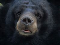 An Asian Black Bear (Ursus thibetanus) resting at the Darjeeling Zoo.