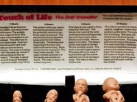 articles/2010/08/01/crisis-pregnancy-centers-mislead-women-new-laws-fight-back/tang-pregnancy-centers_115617_toryyf