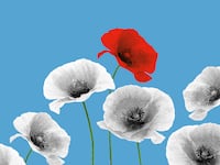 220922-ancient-israel-opium-hero_glxvmg