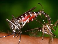 articles/2016/09/12/zika-exploded-while-congress-went-on-vacation/160911-Ron-Klain-on-Zika-tease_cbrnei
