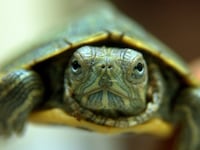 articles/2014/08/05/how-the-teenage-mutant-ninja-turtles-inadvertently-caused-an-environmental-crisis/140804-suskind-turtle-tease_ulgmer
