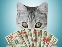 articles/2016/05/02/what-s-good-for-veterinarians-is-bad-for-cats/160501-supernova-cat-declaw-tease_cqjywm