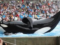 articles/2013/10/24/blackfish-director-killer-whales-don-t-belong-in-captivity/131023-blackfish-cowperthwaite-tease_cfktfm