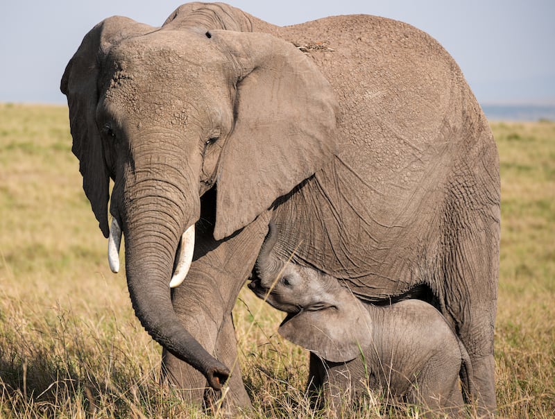 A baby elephant and its mother are pictured in the Masai Mara National Reserve in Kenya, on Sept. 7, 2025. Kenya's southwestern county of Narok is home to the world's famous Masai Mara National Reserve where tourists flock to during the country's peak tourism season from July through October to watch the wildebeest migration.Yet beyond the dramatic river crossings, the plains reveal intimate family bonds and tender moments like elephants sheltering their young, lions grooming one another, and warthogs roaming with piglets. Together, these scenes illustrate the rich diversity and vibrant rhythm of life in the Masai Mara. (Photo by Li Yahui/Xinhua via Getty Images)