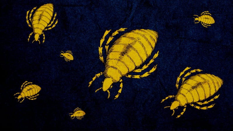 Illustration of fleas that can cause typhus