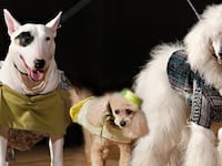 articles/2013/05/05/fit-hosts-bark-porter-art-deco-themed-pet-fashion-show/130503-dog-fashion-show-tease_avnngx