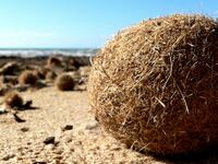A sphere of posidonia sea grass sits in the foreground with the water and other spheres in the background.