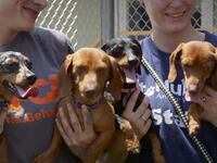articles/2016/11/06/second-chance-dogs-offering-traumatized-dogs-a-life-saving-second-chance/161105-Stern-Second-chance-dogs-tease_ygvntv