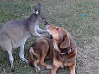 videos/2012/12/08/dog-and-kangaroo-kiss/dog-and-kangaroo-kiss-image_k4xgun