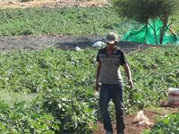 articles/2013/08/28/palestinian-child-laborers-in-israeli-settlements/child-labor-openz_wiwja8
