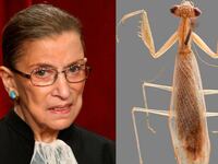 articles/2016/06/02/praying-mantis-species-named-after-ruth-bader-ginsburg/160602-slattery-rbg-mantis-tease_oiepme