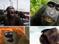articles/2011/08/04/rise-of-planet-of-apes-hangover-2-monkey-more-monkeys-on-screen/monkeys-takeover-teaser_nlmgjs