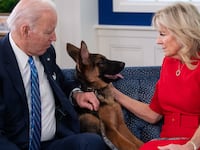 President Joe Biden and first lady Jill Biden look at their new dog Commander. Commander has reportedly bitten at least seven Secret Service officers in the span of four months.