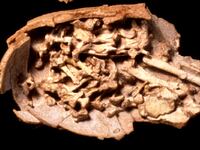1994-11-04T120000Z_7509056_PBEAHUNIGEW_RTRMADP_3_DINOSAURS_atahgf