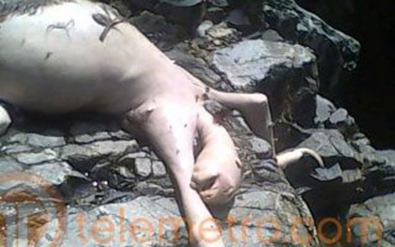 galleries/2011/01/03/animal-mysteries/animal-mysteries---panama-creature_z2ypfo