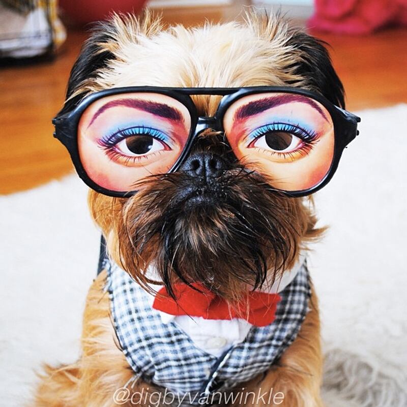 galleries/2013/08/13/the-11-best-dressed-dogs-of-instagram-photos/digbyvanwinkle_ptobbg