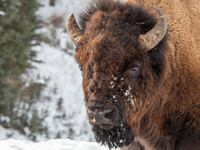 An 83-year-old woman was left seriously injured after being gored by a bison in Yellowstone National Park.