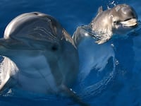 Dolphins, among the most intelligent animals on the planet, swim in the water.
