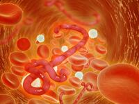 articles/2014/10/26/blood-is-ebola-s-weapon-and-weakness/141024-haglage-ebol-blood-tease_hd1dql