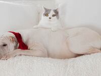 201228-Conversation-dogs-cats-tease_xgvutu