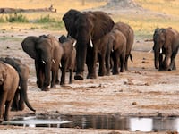171115-elephant-trophies-ban-reversal-cheat_ltjuhg