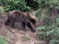 A brown bear walks downstream to fish for sockeye salmon on August 12, 2023 at Brooks Falls, Alaska.