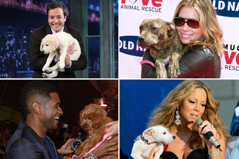 galleries/2012/11/03/blake-lively-usher-more-celebrities-crazy-about-their-dogs-photos/celeb-dogs-tease_vh4bqt
