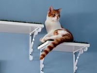 articles/2014/04/09/london-joins-cat-cafe-craze-sweeping-the-globe/140408-hines-cat-cafe-tease_tpcxpe