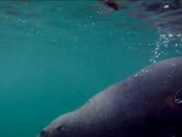videos/2015/08/26/swimming-with-a-seal-your-moment-of-zen-video/150826-viralvid-seal-tease_hfvadr
