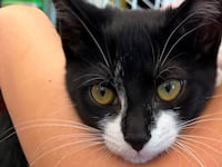Magnolia, a 3-month-old kitten, was used in a bank robbery.