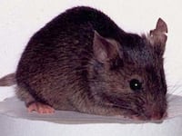 A picture of a mouse
