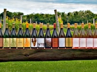 articles/2010/10/18/wine-harvest-on-long-island-channing-daughters-winery/menin-wine-harvest_133970_nxjwvs