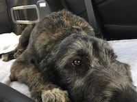 Jason and Kylie Kelce’s Irish wolfhound, Winnie, age 4 months, in 2017.
