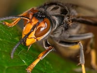 An Asian Giant Hornet from Japan, also known as a murder hornet, is on display.