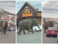 Side-by-side photos of an elephant crossing a street in Montana.