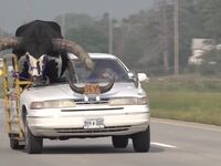 Howdy Doody the bull.