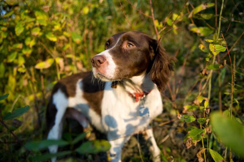 galleries/2010/10/29/dangerous-dogs/dangerous-dogs---brittany-spaniel_sqbw8u