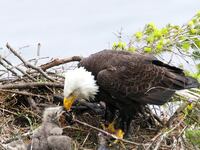 articles/2014/11/02/he-faces-jail-for-rescuing-baby-eagles/141030-daly-eagle-tease_a8ch4i