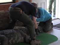 Environmental police seized a 750-pound alligator from a home in Hamburg, New York.