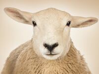 articles/2015/06/24/are-devil-worshippers-slaughtering-british-sheep/150624-sykes-sheep-tease_ihirae