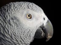 181215-nadeau-grey-african-parrot-hero_jlcl5s