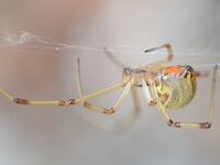 A brown widow spider moves on a spider web.