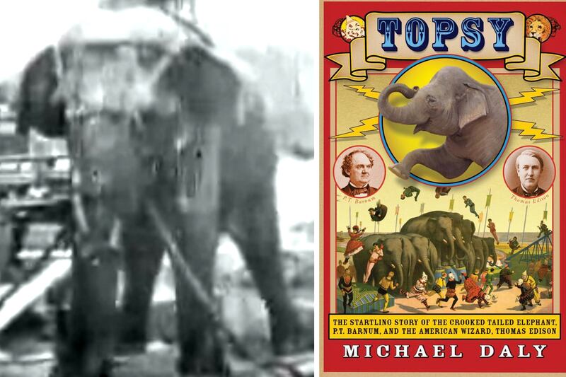 articles/2013/07/08/how-to-capture-an-elephant-excerpt-from-michael-daly-s-topsy/130708-topsy-split_mykpvp