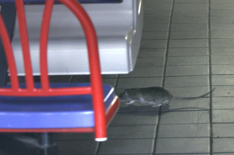 articles/2014/06/24/crowdsourcing-nyc-s-war-on-rats/140624-zawicki-rats2-embed_ghfmh4